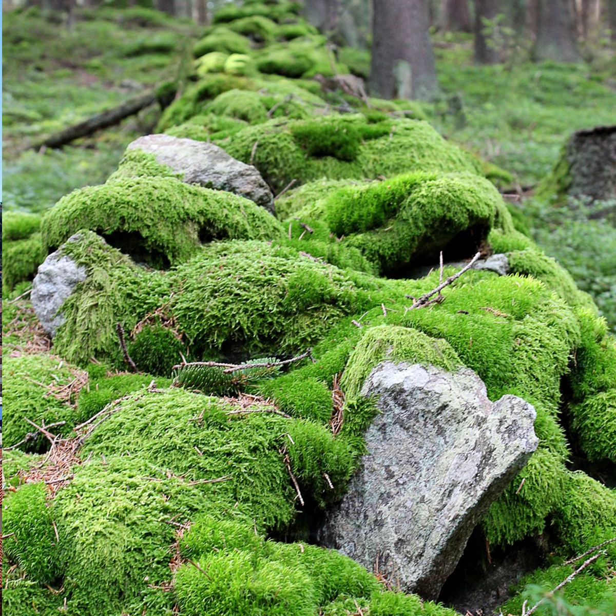 Natur Moos